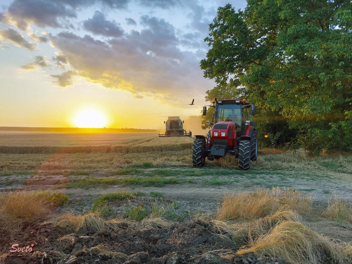 Жътва на пшеница в Българене, Изгрев, ЗП Светозар Цонев