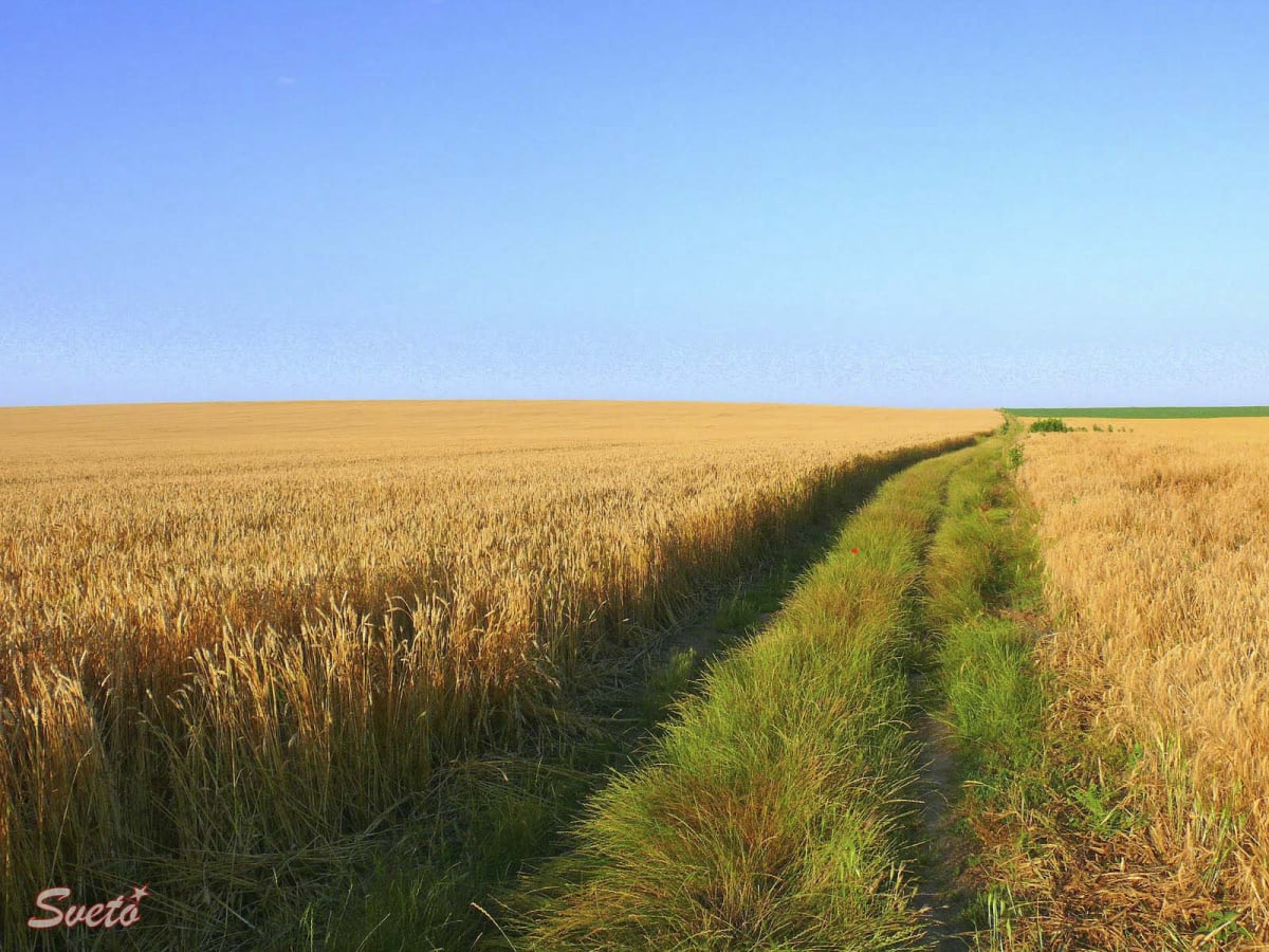 Пшеница в Българене, Изгрев, ЗП Светозар Цонев