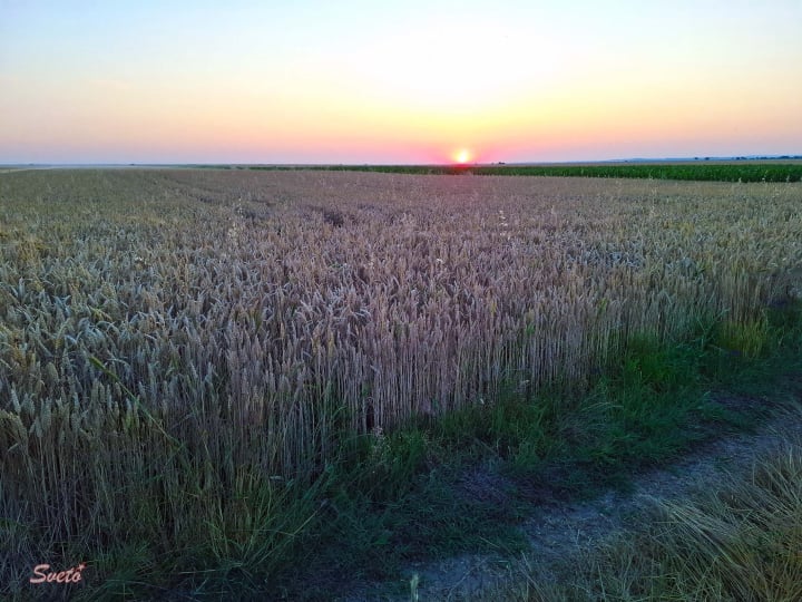 Залез пшеница в Българене, Изгрев, ЗП Светозар Цонев