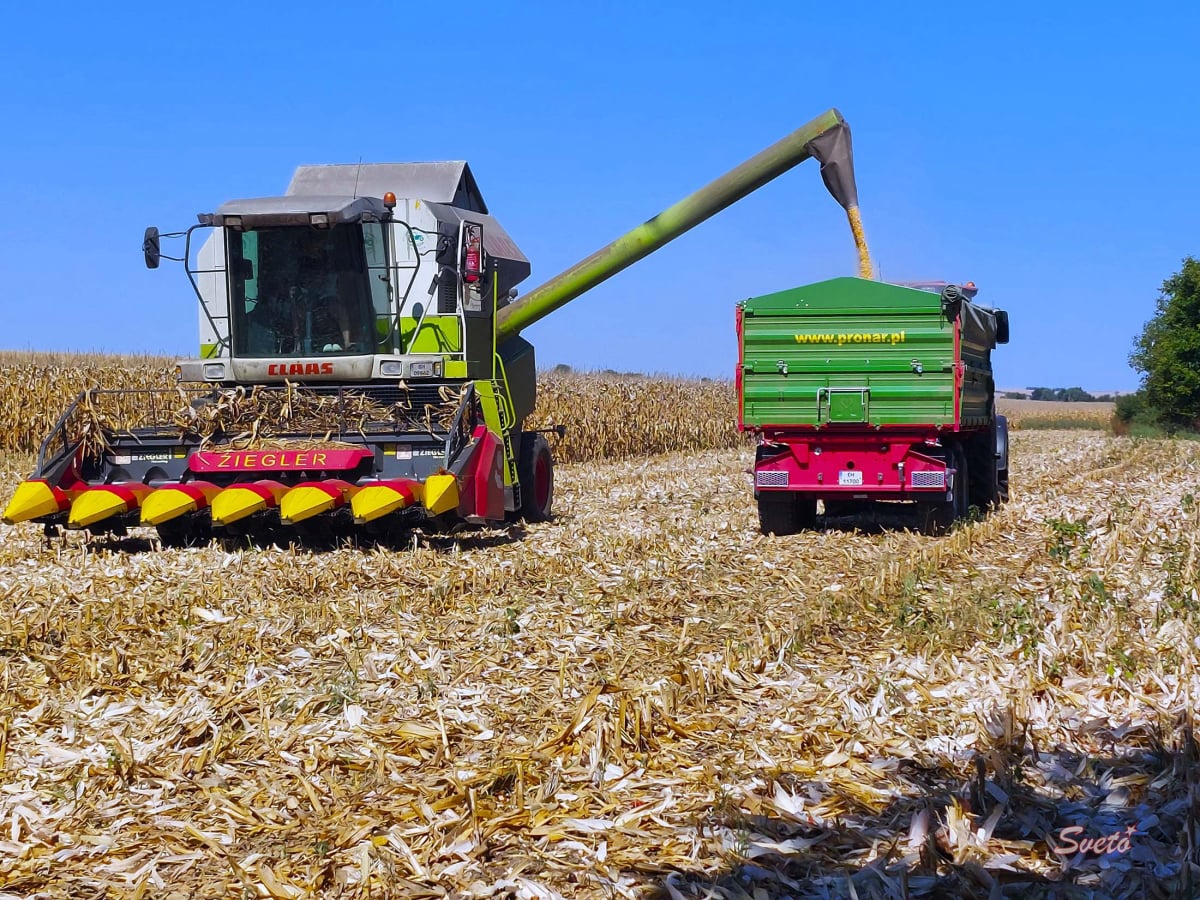 Жътва на царевица в Българене, Изгрев, ЗП Светозар Цонев