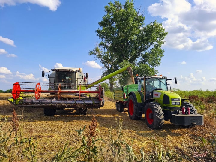 Жътва ечемик