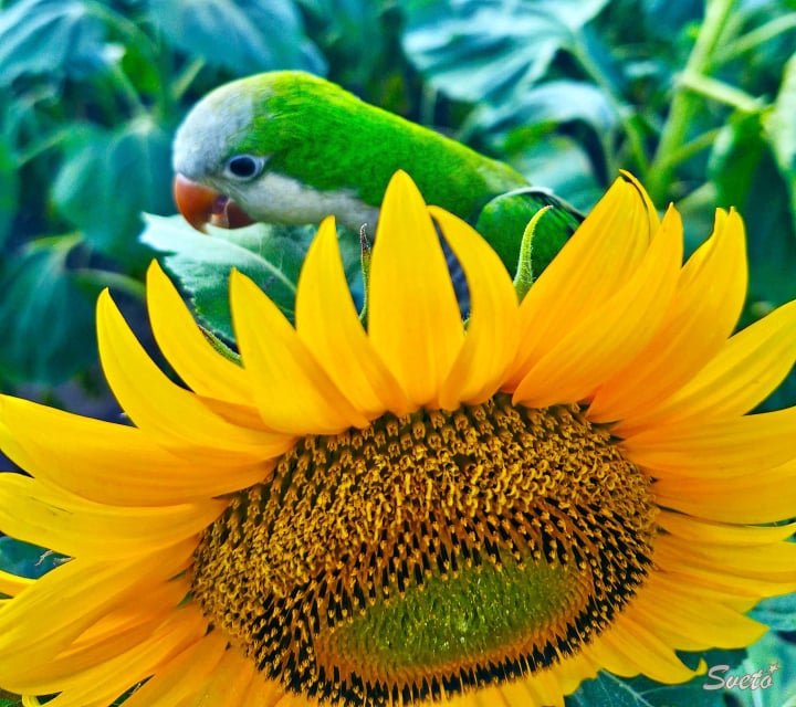 Българене, Изгрев, ЗП Светозар Цонев Плюшко