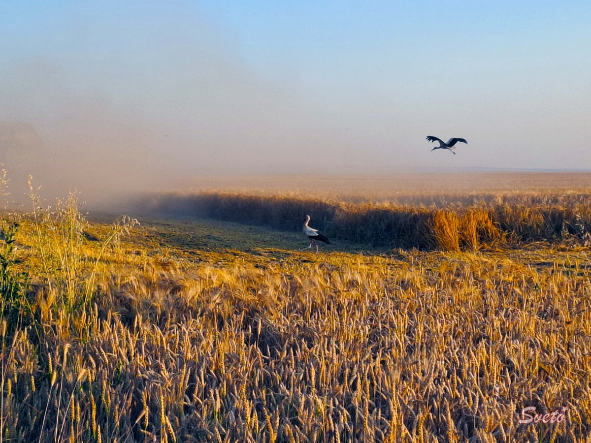 Пшеница в Българене, Изгрев, ЗП Светозар Цонев - Щъркели
