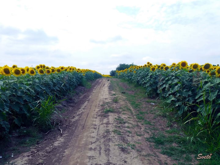 Слънчоглед