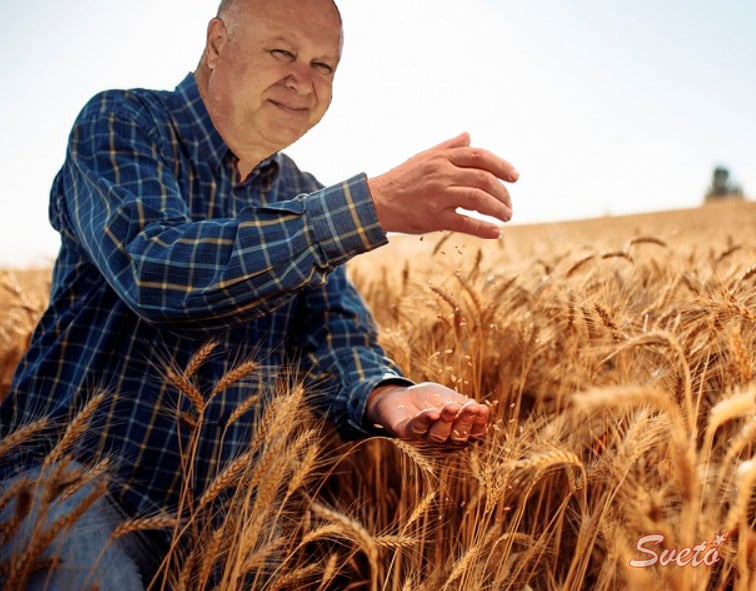 Земеделски Производител Светозар Цонев, коректност, история, пшеница, хляб, плодородие